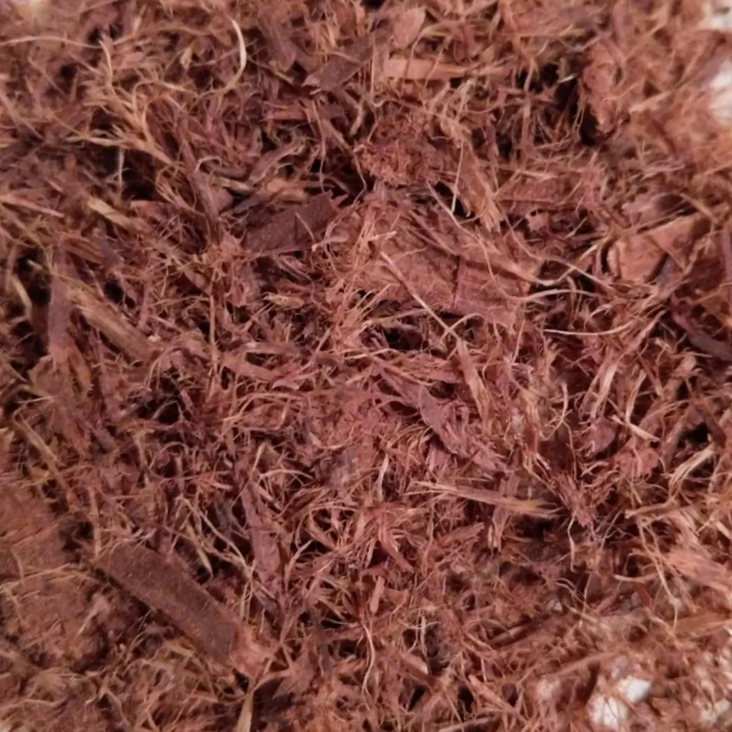 Hostilis Root Bark